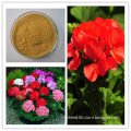 Natural Pure Geranium Extract 1,3-Dimethylamylamine (DMAA) 5%